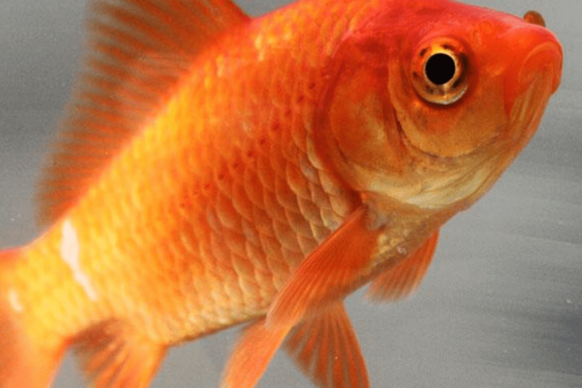 What can i feed my goldfish?